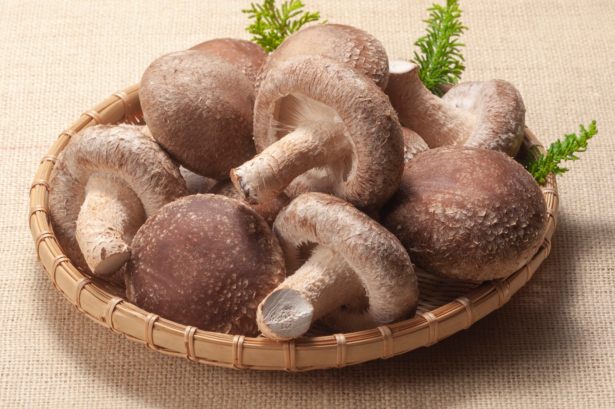 Raw shiitake mushroom