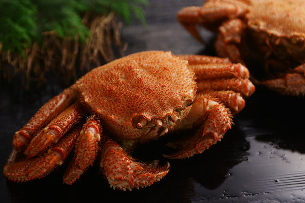 毛蟹の標本 毛蟹の身がぎっしり 北海道産 毛蟹 甲羅盛 4個 カニ - 北海道礼文町